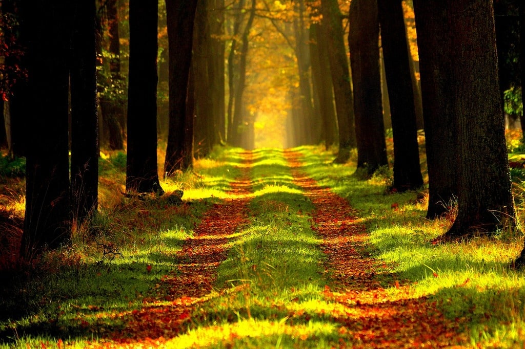 L'impact des forêts sur la régulation climatique mondiale